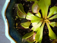 ハエトリソウの一部の葉が黒くなってしまいました切った方がいいですか Yahoo 知恵袋