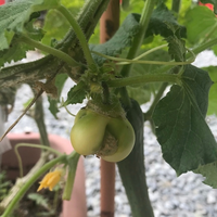 プランターに植えてるきゅうりの横に写真の実が1個出来ています 何の Yahoo 知恵袋