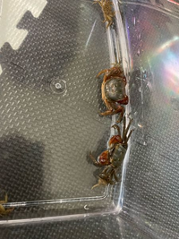 道端でカニを捕まえたのですが このカニは淡水でしょうか 海水でしょうか また Yahoo 知恵袋