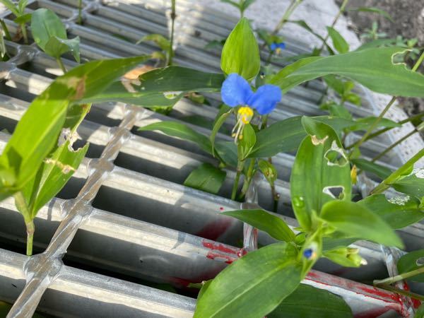 何て花ですか ツユクサですね かなり頑丈な子で 除草に手こず Yahoo 知恵袋