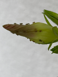 毎年のようにプランターで朝顔を育っていますが 今年は害虫がいます花だけじゃな Yahoo 知恵袋