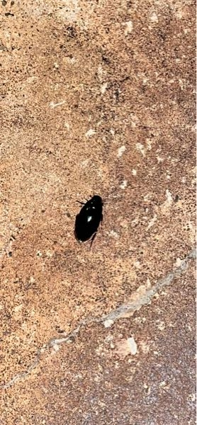 今日夜ランニングをしていると、街灯の下にこの虫が3-4匹いて、ゴキブリかと思ったんですけど、この虫はなんなんでしょうか？