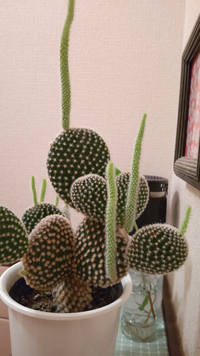 サボテンに詳しい方よろしくお願いします ウチワサボテンを昨年購入し育てていま Yahoo 知恵袋