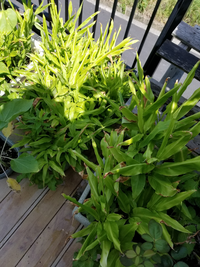 スープセロリの栽培についてです 1年ほど育てていたスープセロリに花が咲き Yahoo 知恵袋