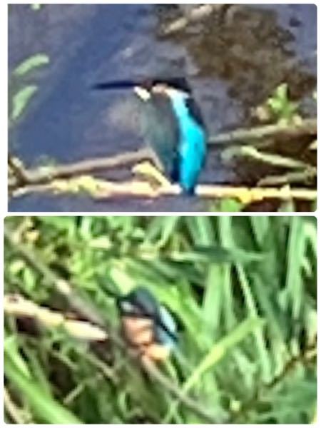 この鳥の名前を教えてください。 神奈川県川崎市の住宅街の鴨がいる川で見ました。 ブルーのようなグリーンのような綺麗な身体の色で、お腹側はオレンジ色でした。 クチバシは長いです。 飛んでいる姿は羽の先が黒かったように思います。 荒い画像見で申し訳ないのですが、お分かりになる方、よろしくお願い致します。