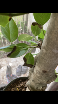 観葉植物なのですが 葉っぱに病気ができ元気がありません 原因や対処方法お分か Yahoo 知恵袋