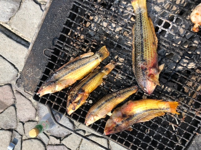 60リットル水槽でエアレーションなし 水草ありの状態で12 3匹のメダカ Yahoo 知恵袋