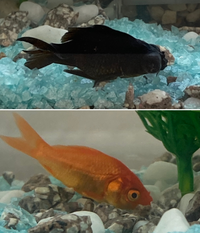 一昨日祭りで金魚すくいをしたいのですが その金魚のうち2匹が底でじっとして動 Yahoo 知恵袋