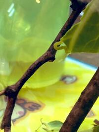 尺取り虫の餌は何ですか 樹木に居た尺取虫は 基本的にその木の葉っぱを食 Yahoo 知恵袋