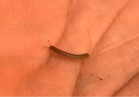 大型の観葉植物にミミズのような虫が発生しました 何の虫かわかります Yahoo 知恵袋
