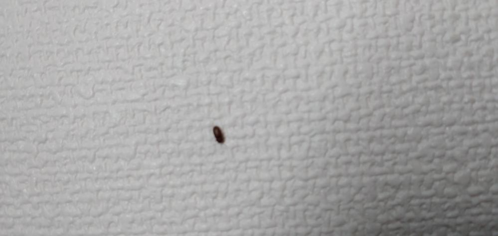 この虫は何ですか?夜、11時頃に机にいたら、壁にくっついていました。午前中はいませんでした。この前も、出没しました... ゴキブリではないと思います。調べたらシバンムシみたいなのが出てきましたが、よく分かりません。カーテンの近くの壁にいました。やっぱ一匹いたら100ぐらいいるんですかね？完全に駆除する方法や、トラップがあったら教えていただきたいです。