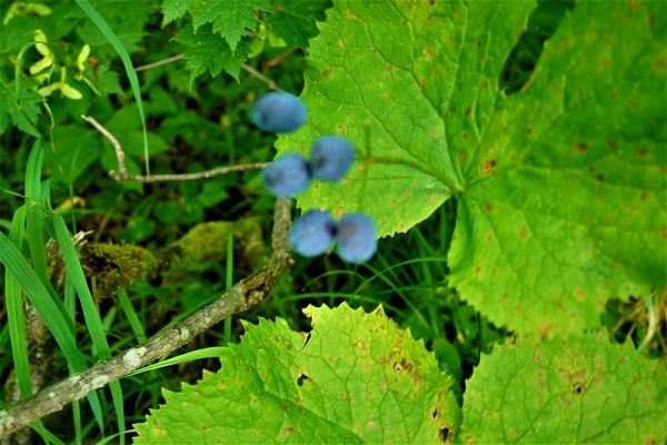 花の名前を教えて下さ 長野県の穂高岳に咲いてました サンカヨ Yahoo 知恵袋