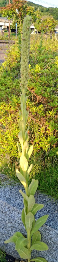 北海道室蘭市で見付けた かなりフカフカした葉の植物です これはジギ Yahoo 知恵袋