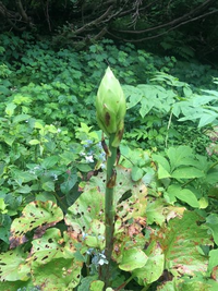 この植物は何でしょうか 低山登山にて見かけたものです ウバユリかオオウ Yahoo 知恵袋