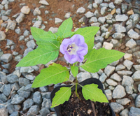 この植物の名前を教えてください 黒ほおずきに似ているようですが葉が Yahoo 知恵袋