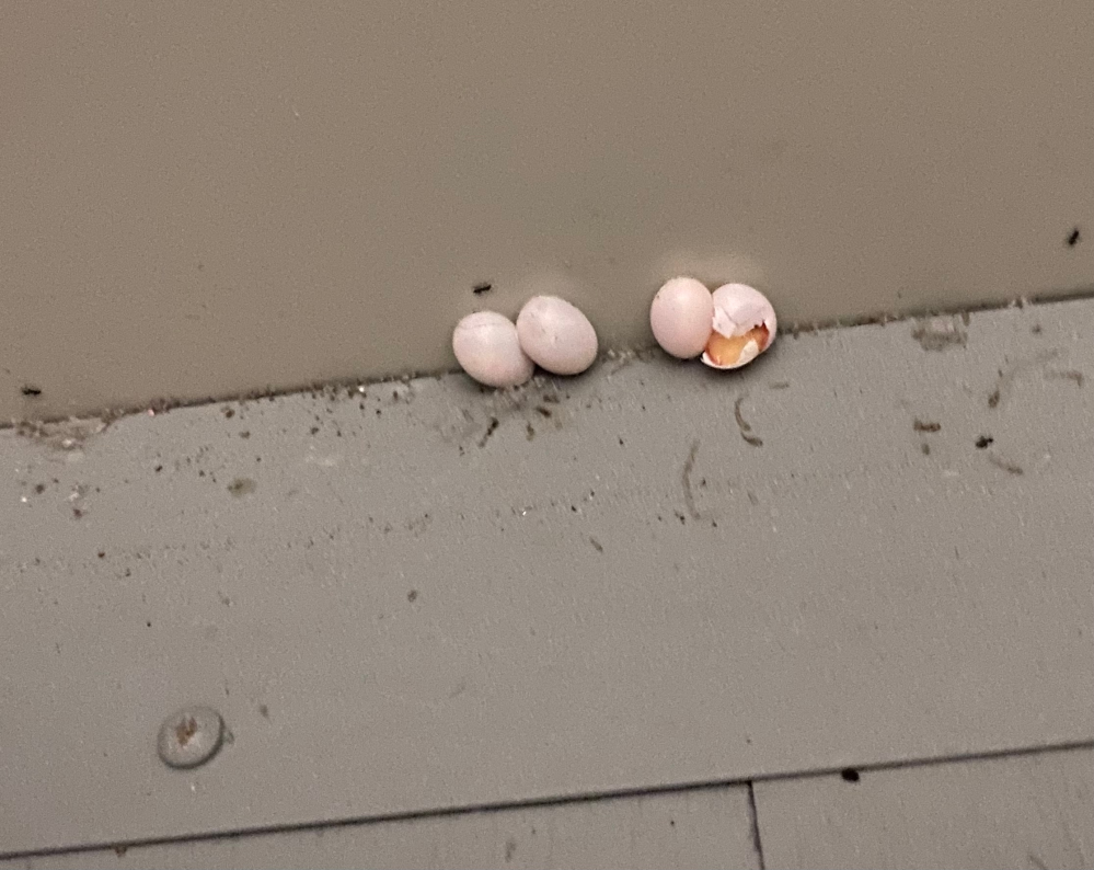 部屋の床に白い卵を見つけました。何の卵でしょうか？