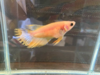 至急 ここベタは太ってますかね 2日前にペットショップで購入したのです Yahoo 知恵袋