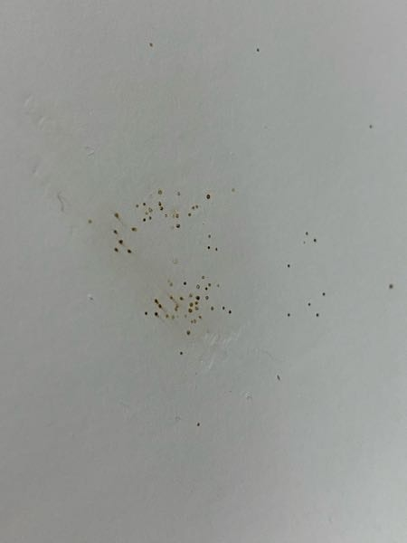 紙に謎の粒々ができていました。 これって虫の卵とかですか？ 写真はかなり拡大してるので実際の大きさはすごく小さくて拭いても落ちないです。