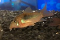 アクアリウム コリドラスについてヒレの付け根が赤いのですが病気です Yahoo 知恵袋