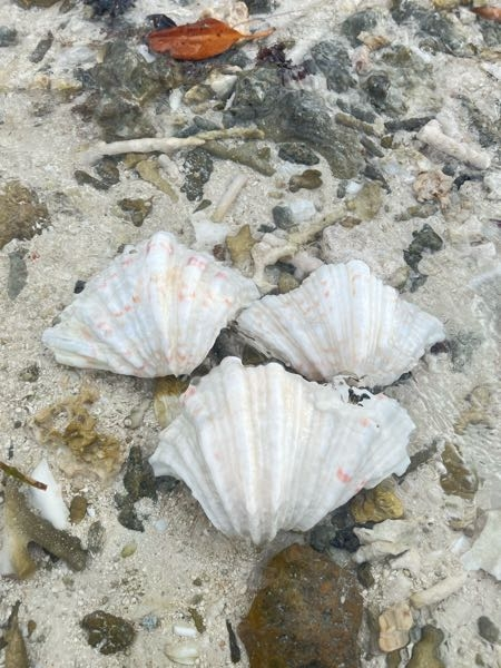 石垣島の砂浜にこの貝殻が沢山落ちてたのですが、なんという貝ですか？？写真のように白にピンクの模様です