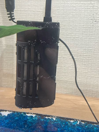 ヒーターの周りについているこれは 水カビですか 水槽立ち上げから一 Yahoo 知恵袋