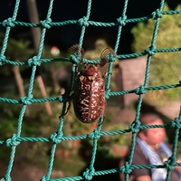 この虫の名前を教えていただきたいです カブトムシのような見た目です でもホウ Yahoo 知恵袋