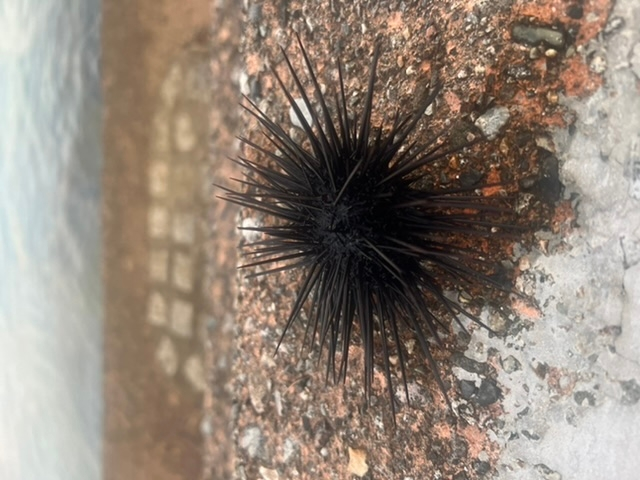 今の時期に富山湾にいる このウニの種類はなんですか Yahoo 知恵袋