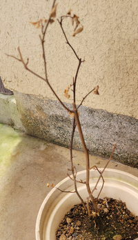 枯れたミニバラを復活させたいです 検索してみたのですがどうしたらいいのかイ Yahoo 知恵袋