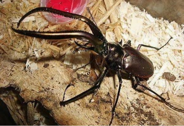 コガシラクワガタ（チリクワガタ）の日本での飼育は難しいですか