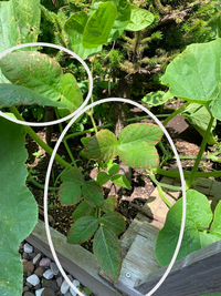 枝豆が葉の病気にかかっていますが 斑点細菌病でしょうか よろしくお願いします Yahoo 知恵袋