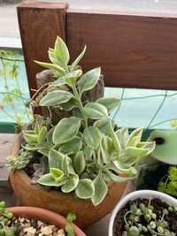 この多肉植物の名前がわかる方教えてください 斑入りのベビーサ Yahoo 知恵袋