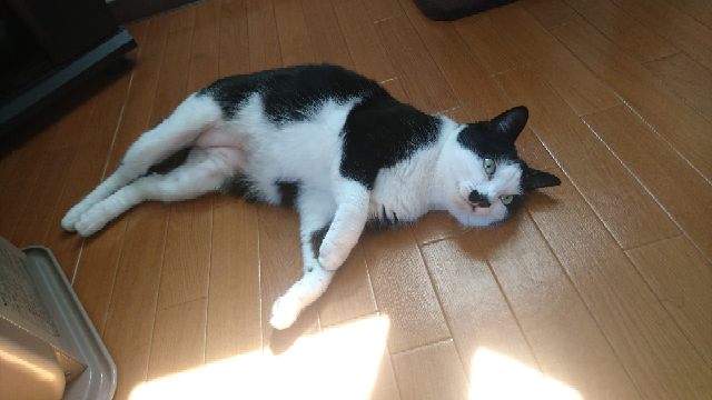 うり坊2匹です。 娘が可愛がっていたうり坊を処分しました。間違っていますか
