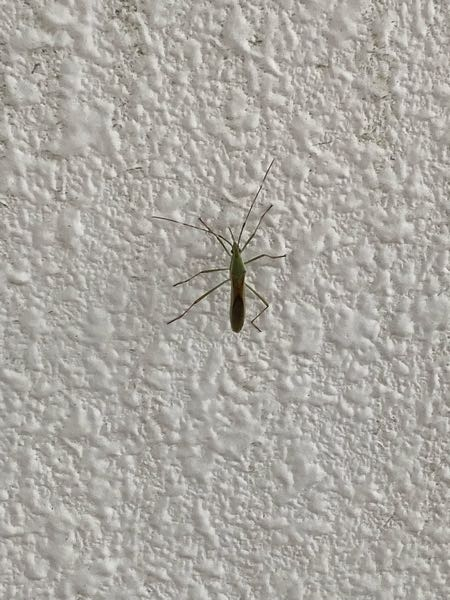 これは何という虫でしょうか？ 賃貸マンションの6階に住んでいるのですが、最近毎晩玄関ドアと上部の照明付近に30〜50匹近くこの虫が飛んでいたり、とまっていたりします。(昼間は数匹しか見かけません) 近