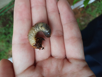 庭で見つけました この幼虫何ですか Yahoo 知恵袋