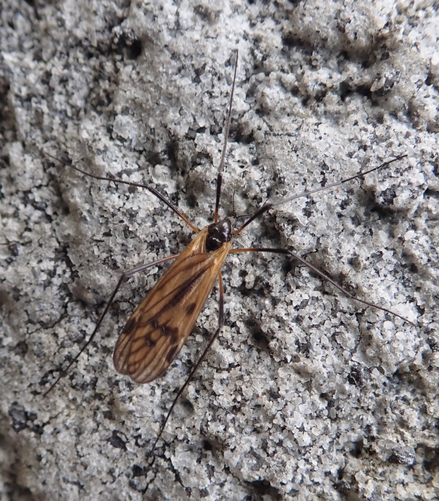 このガガンボのような虫の名前を教えてください ガガンボ科ヒメガ Yahoo 知恵袋