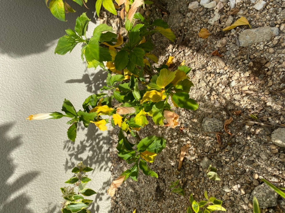 地植えをして二週間のハイビスカスですが、黄色い葉が増え元気がありません。水または栄養の過不足？根付き？？ 考えられる要因は何がありますでしょうか、、、。