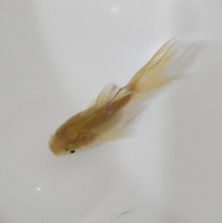 金魚の様子が変です ５日前に買ってきた金魚ですが 今日あたりから転 Yahoo 知恵袋