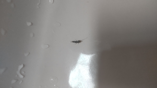家の手洗い場にでました この虫はなんて言うなまえですか？？！