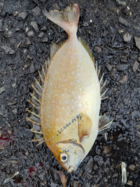 今釣れました アイゴっぽいですが 背びれと胸ひれをとって フライと Yahoo 知恵袋