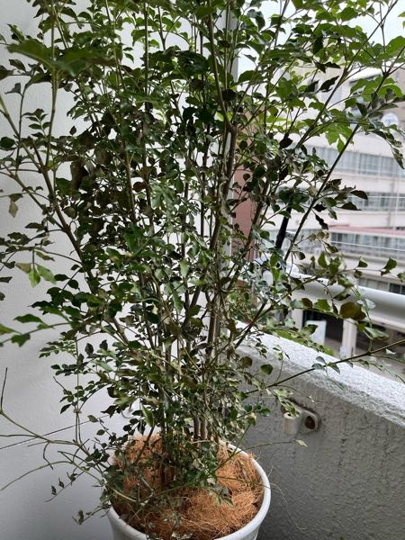今年の7月にプレゼントして頂いたシマトネリコの鉢をベランダに置いています。ですが、購入時よりどんどん下の葉が枯れて落ちていきます。 上の方の葉はまだ元気で新芽も少しですが出ています。 原因は何が...