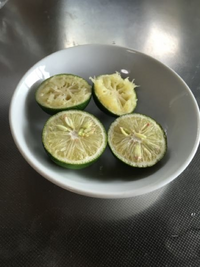 酢橘 すだち の木を10年前に植えたのですが まだ1度も花も咲きません どうし Yahoo 知恵袋