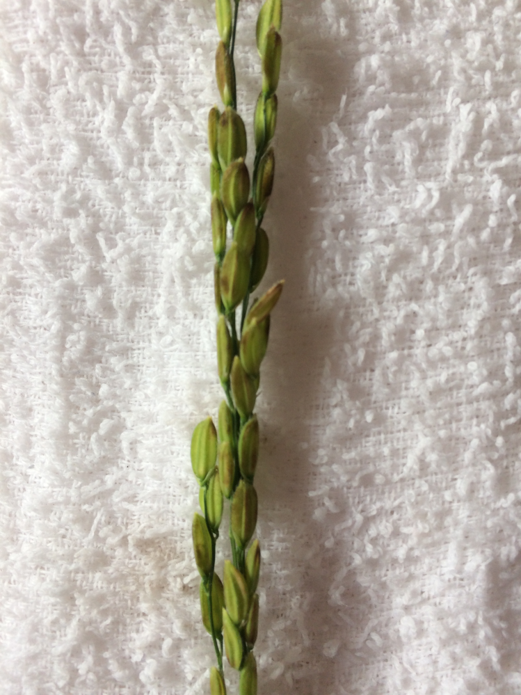 バケツ稲を栽培しているのですが、穂に茶色くなってる部分があります。いもち病の一種でしょうか？その実の部分だけ取り除いたら少しはよくなりますでしょうか？まだ受粉前だと思います。