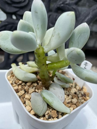 多肉植物について質問です キャンディー と言う名前の多肉植物なのですが 今 Yahoo 知恵袋