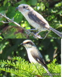 この鳥はなんという種類でしょうか また画像の2種類がいる気がしましたが 雌雄 Yahoo 知恵袋