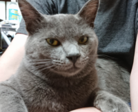 体全部がグレー色した子猫 野良猫 拾いました 体全部がグレーって珍し Yahoo 知恵袋