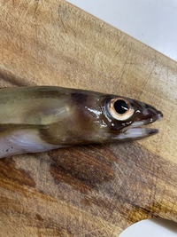 これはアナゴですか 頭部にぼんやりと入っている横帯状の模様か Yahoo 知恵袋