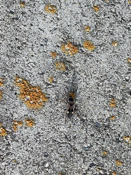庭に大量発生した虫の名前教えてください。 ゴキブリ ににていますが、動きが異常に早いです。 大きさは5mm程度で、背中に白い斑点が二つ見て取れます。