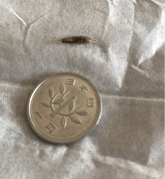 この虫は何でしょうか。殺虫剤をかけたので、分かりづらいですが。