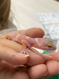 レオパのトレンパーアルビノ とインフェルノ が卵を産んで その卵が Yahoo 知恵袋