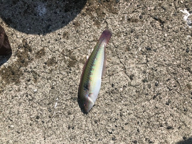 この魚の名前がわかる方いらっしゃいませんか。